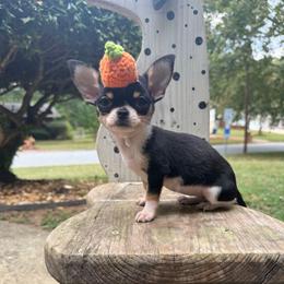 Avellana - Black and tan female Chihuahua puppy in College Park, Georgia from Wicked Envy Chihuahuas