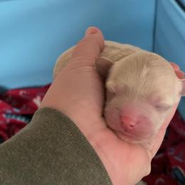 Girl 2 - Apricot female Assorted Doodle Crosses puppy in Tropic, Utah from Lady Paws-Kara