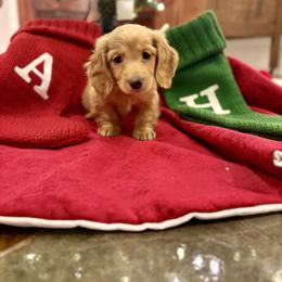 Dachshund Puppies from Cajun Pawfection