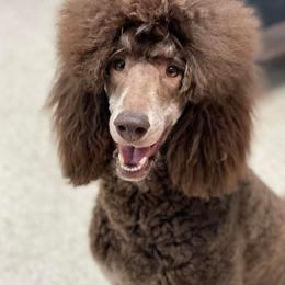 Shine - Poodle
