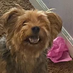 Yorkshire Terriers from Imagine