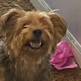 Yorkshire Terriers from Imagine