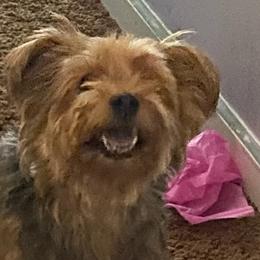 Yorkshire Terriers from Imagine