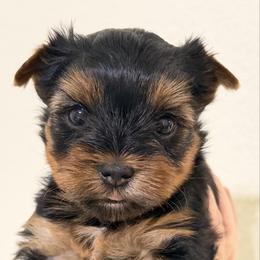 Dolly - Blue and gold female Yorkshire Terrier puppy in Laredo, Texas from TX Yorkies