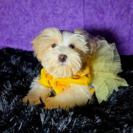 Goldie - Wheaten female Miniature Schnauzer puppy in Texas from Blue Rose's Schnauzers