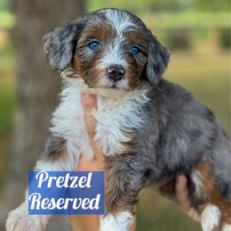 Pretzel - Blue merle male Bernedoodle puppy in Rose Hill, North Carolina from Red Door Canines
