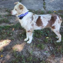 Hazel - Australian Shepherd
