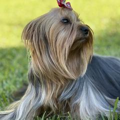 Maltese, Morkies, and Yorkshire Terriers from Royal Breeze Puppies