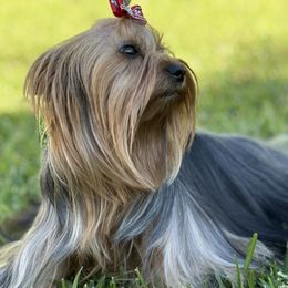 Maltese, Morkies, and Yorkshire Terriers from Royal Breeze Puppies