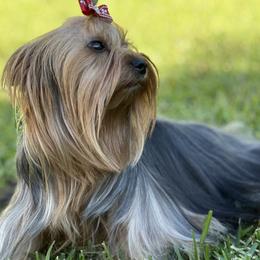 Maltese, Morkies, and Yorkshire Terriers from Royal Breeze Puppies