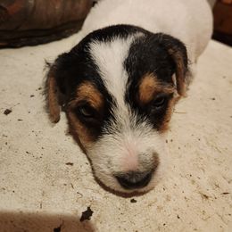 Jack Russell Terrier Puppies from Ethical Jacks