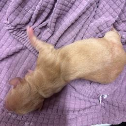 Not available - Cream female Dachshund puppy in Canyon Lake, Texas from M&Ms Dachshunds of Central Texas