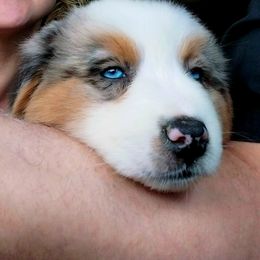 Miniature Australian Shepherd Puppies from AussiesRus