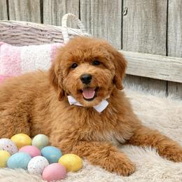 Boy 5 - male Cavapoo puppy in Falmouth, Michigan from Dyer Lake Newfoundland’s