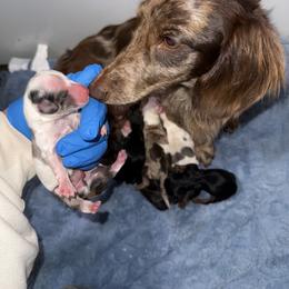 Dachshund Puppies from Winnie’s Royal Doxies