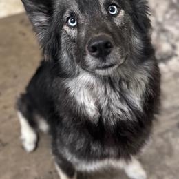 Pomeranian and Siberian Husky All Grown Up from Meagan's Siberian Huskies & Pomeranians