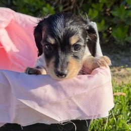 Holly - Dapple female Dachshund puppy in Hanford, California from Cooper Gals Doxies