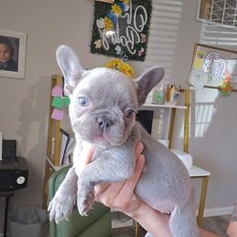 Tater - Blue female French Bulldog puppy in Lubbock, Texas from West Texas Dachshunds LLC