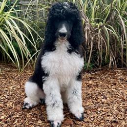 Finn - Parti male Poodle puppy in Harpers Ferry, West Virginia from Oso Perfect Poodles and Doodles