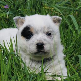 Garth - Blue speckled male Australian Cattle Dog puppy in Redding, California from Macushla Kennel