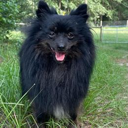 Rogue - Black and brindle male Pomeranian puppy in Bamberg, South Carolina from Shakhor Ohr Collies and Pomeranians