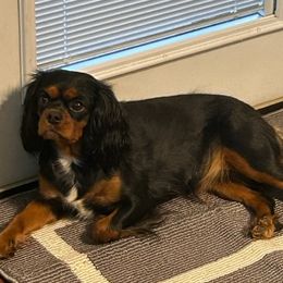 Bella - Cavalier King Charles Spaniel