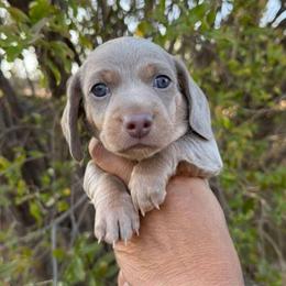 Puppy 1 - Fawn (isabella) and tan male Dachshund puppy in Riverside, California from Saddle Up Dachshunds