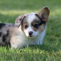 Boy 3 - Blue merle and white male American Corgi puppy in Scio, Oregon from Abundant Joy Corgis