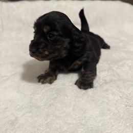 Jon - Black and cream male Dachshund puppy in Avinger, Texas from Lone Star Longhair Dachshunds