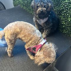 Poodle puppies from Shih_doodle_Co
