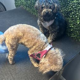 Poodle puppies from Shih_doodle_Co