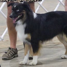 Bandit - Miniature Australian Shepherd