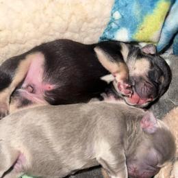 Chocolate boy - Tricolors male French Bulldog puppy in Piedmont, Oklahoma from 5A Frenchies