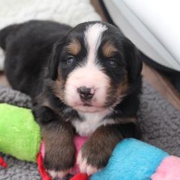 Bernese Mountain Dog Puppies from Baby Bear Bernese Kennel