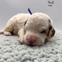 Neil - Parti male Goldendoodle puppy in Sunman, Indiana from Brunsman Country Doodles LLC
