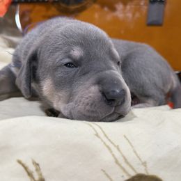 Dark Blue Collar - Blue male Great Dane puppy in Corsica, Pennsylvania from Ferguson Family Danes LLC