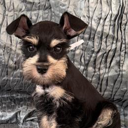 Beau - Black and silver male Miniature Schnauzer puppy in Moreauville, Louisiana from Bayou Schnauz and Dals