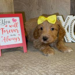 Chloe - Apricot female Goldendoodle puppy in Valdosta, Georgia from Designer Doodles of South GA