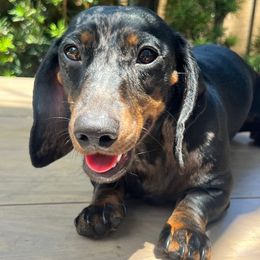 Lilly - Dachshund