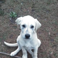 Scuba-Steve - Brindle Anatolian Shepherd Dog puppy in Virginia from One Chick Farm