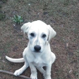 Scuba-Steve - Brindle Anatolian Shepherd Dog puppy in Virginia from One Chick Farm