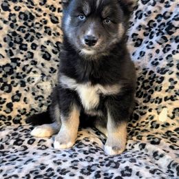 Rose - Black and white Siberian Husky puppy in Lake Park, Minnesota from ThunderStruck Siberians