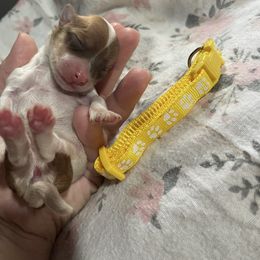 Holly - Fawn sable female Havanese puppy in Cochran, Georgia from Dean Supreme