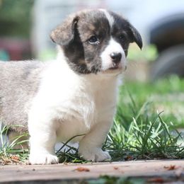 Sachi - Brindle and white female American Corgi puppy in Plains, Montana from Diamond Corgis