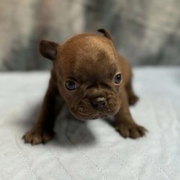 Coco - Liver female French Bulldog puppy in Tulsa, Oklahoma from Hart's Chihuahuas