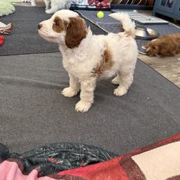 Cavapoo Puppies from AZ Cavapoos