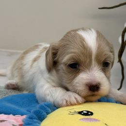 Cami - Red female Havanese puppy in Semmes, Alabama from Hayden's Havanese