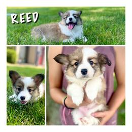 Boy 3 - Pembroke Welsh Corgi puppy in Roanoke, Indiana from J & S Corgi's