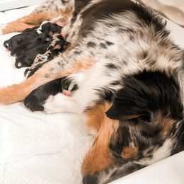 Companion Cross Puppies from The Darling Pup