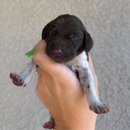 Green boy - Liver and white male German Shorthaired Pointer puppy in Escalon, California from Valley Pointers